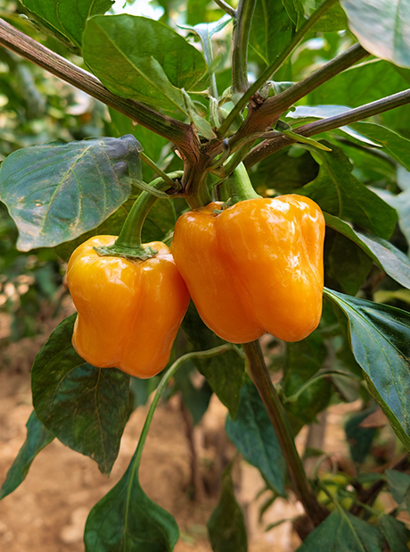 MG ORANGE BELL 2044 F1