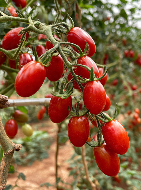 MG RED BULLET OVAL F1