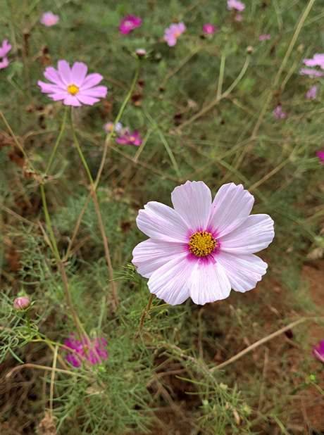 MG COSMOS FLOWER