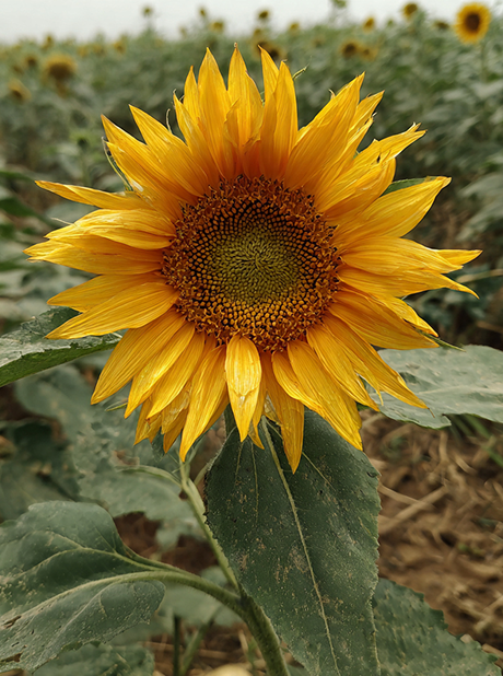 MG SUN777 F1 HYBRID SUNFLOWER