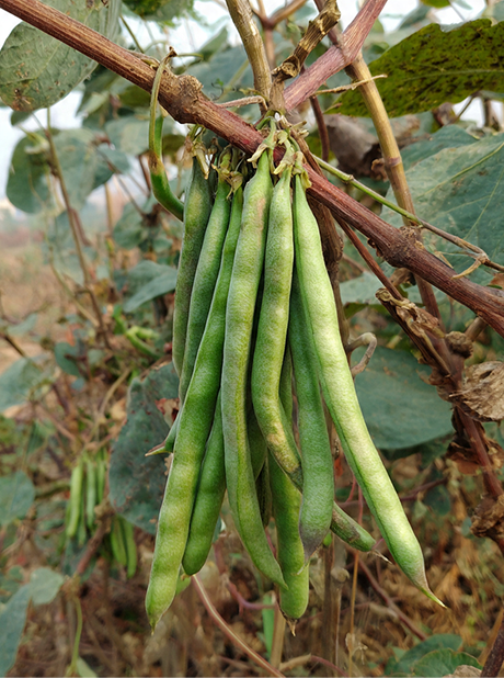 MG SUVARNA CLUSTER BEAN