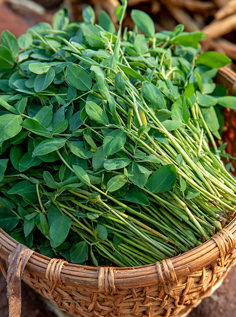 Methi Pusa Early Bunching