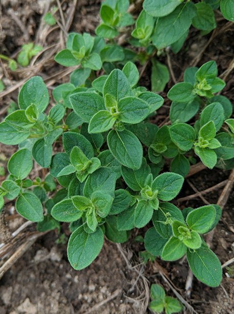 OREGANO