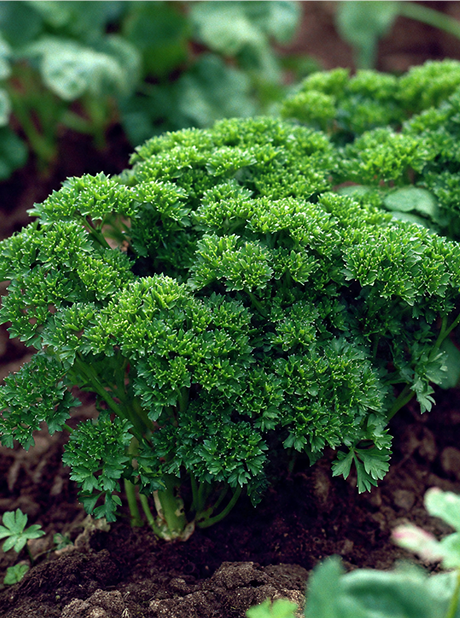 PARSLEY TRIPLE CURLED