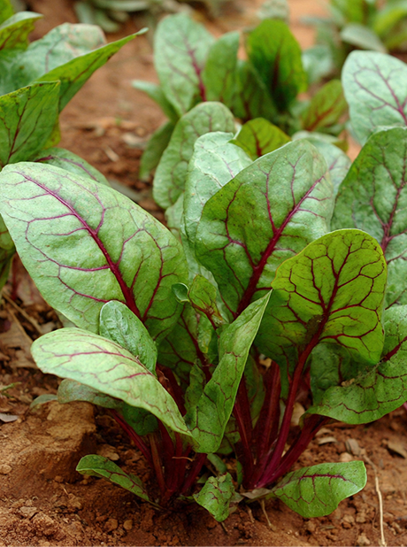 RED VEINED SORREL