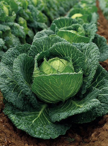 Savoy Cabbage W