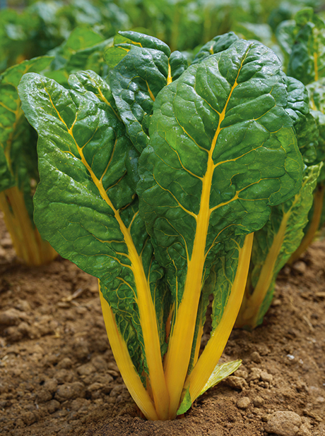 Swiss Chard Yellow Dorat