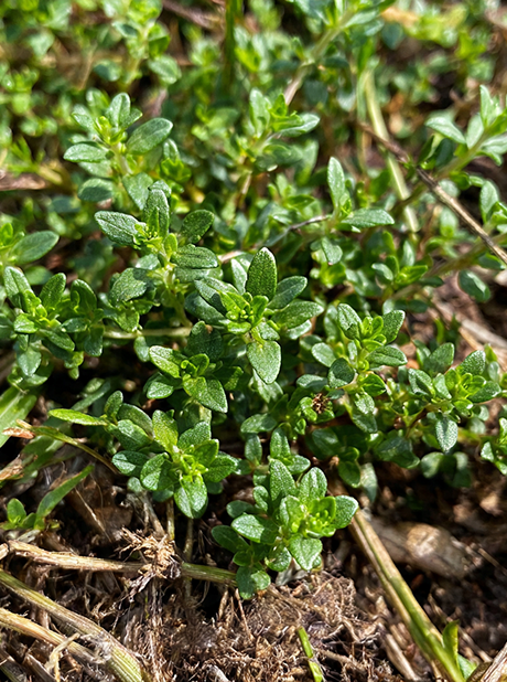 HERB THYME